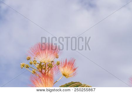 Beautiful Flowers Of A Tree Of The Lankaran Acacia Or Albizia Lankaran