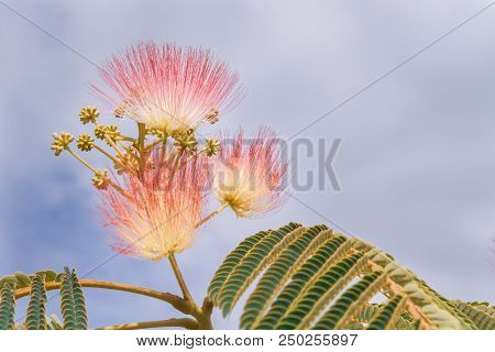 Beautiful Flowers Of A Tree Of The Lankaran Acacia Or Albizia Lankaran