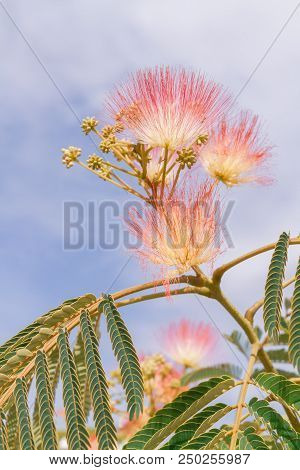 Beautiful Flowers Of A Tree Of The Lankaran Acacia Or Albizia Lankaran