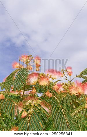 Beautiful Flowers Of A Tree Of The Lankaran Acacia Or Albizia Lankaran