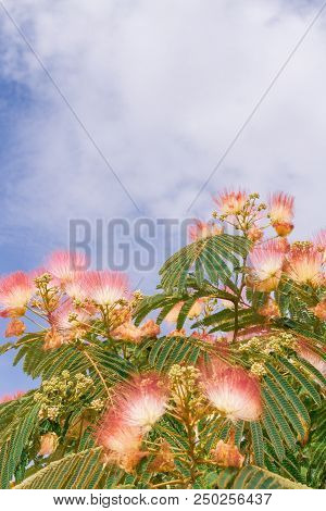 Beautiful Flowers Of A Tree Of The Lankaran Acacia Or Albizia Lankaran