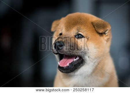 Profile Portrait Of Cute Red Shiba Inu Dog Puppy With Tonque Out On A Dark Background