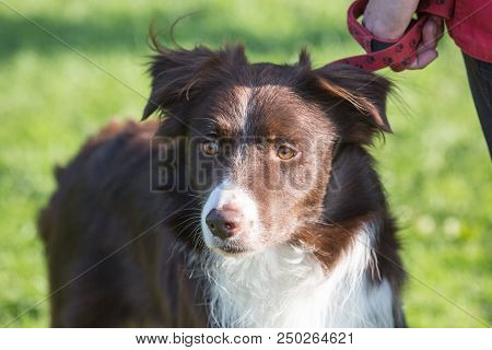 Portrait Of Border Collie Dog On A Walk In Belgium