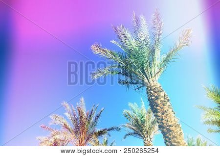 Palms With Colorful Pop Art Effect. Vintage Stylized Photo With Light Leaks. Summer Palm Trees Over 