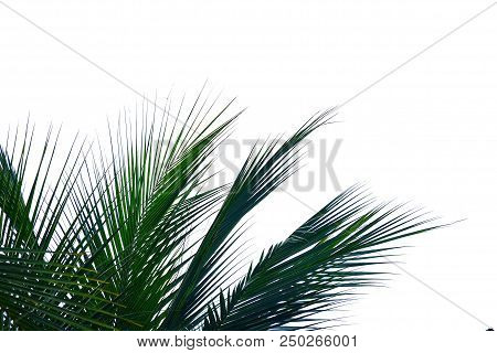 Coconut Leaves On White Isolated Background For Green Foliage Backdrop