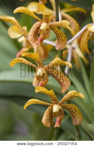 Orchid