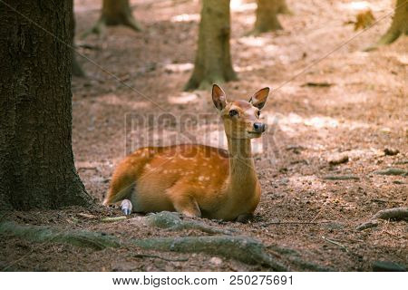 Deer Fawn Portrait Forest Park Wild Brown Animals