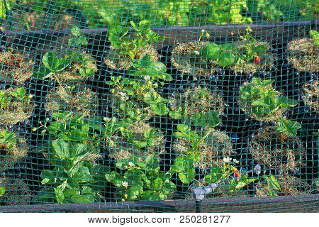 Strawberry Plants In Plastic Pots With Watering System Under Net Cover. Healthy Food Concept. Beauti