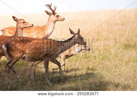 Deer Fawn Portrait Forest Park Wild Brown Animals