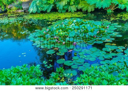 Pink Water Lily Green Lily Pads Big Green Leaves Perennial Van Dusen Garden Vancouver British Columb