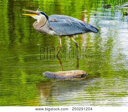 Great Blue Heron Lauging Ardea Herodias Pond Vanier Park Vancouver British Columbia Canada Pacific N