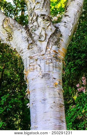 Himalayan White Bark Birch Tree Van Dusen Garden Vancouver British Columbia Canada