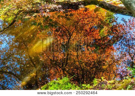 Red Orange Japanese Maple Trees Reflection Abstract Van Dusen Garden Vancouver Canada