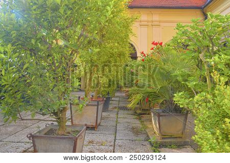 Little Garden In Urban Historic Courtyard. Garden Style.
