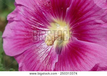 Malvaceae, Bumblebee Collects Honey And Carries Pollen