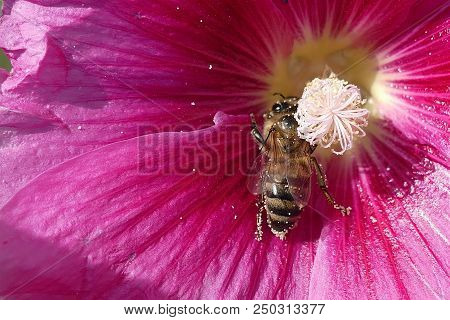 Malvaceae, Bumblebee Collects Honey And Carries Pollen