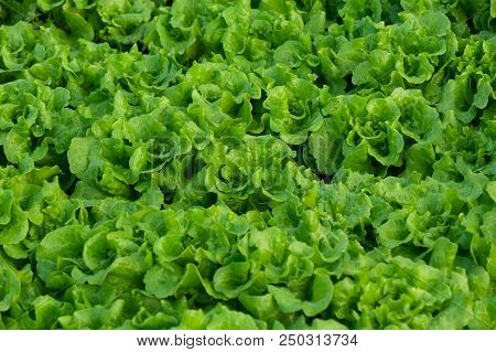 Closeup Of Green Lettuce Cultivating At Greenhouse