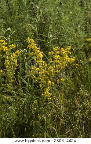Bright Field Flowers In The Grass. Rustic Meadow Landscape