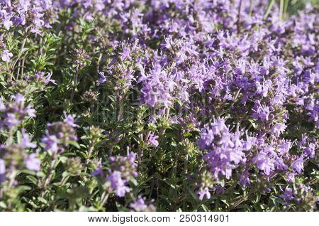 Bright Field Flowers In The Grass. Rustic Meadow Landscape