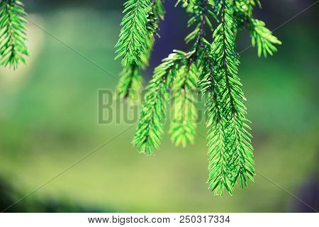 Pine Tree, Selective Focus, Blurry And Bokeh Background. Copy Space. Banner. Morning Dew On Twig, Ab