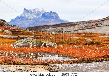 Autumn Greenlandic  Tundra Plants And Flowers  With Sermitsiaq Mountain In The Background, Nuuk, Gre