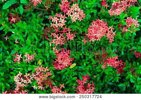 Ixora Flower.red Spike Flower. King Ixora Blooming (ixora Chinensis). Rubiaceae Flower.ixora Coccine