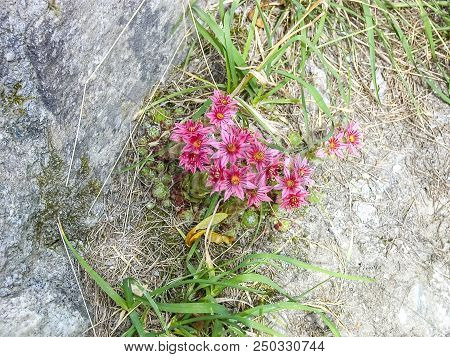 Violet Flowers In An Alpine Valley