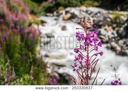 Flowers On A Little River In An Alpine Valley