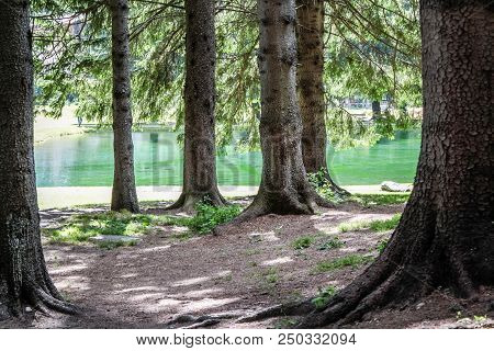 Underwood In An Alpine Valley