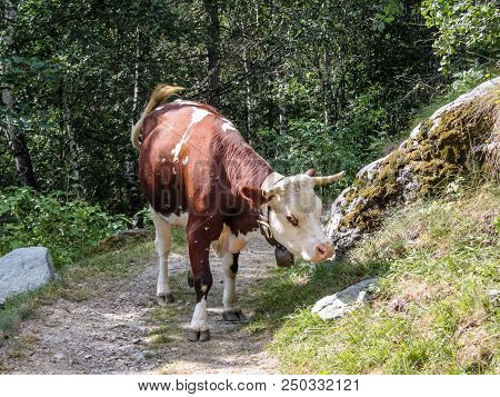 Cows In A Wood Of An Alpine Valley