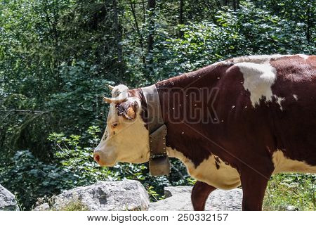 Cows In A Wood Of An Alpine Valley