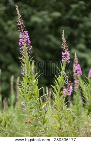 Pink Flowers Of Fireweed Epilobium Or Chamerion Angustifolium In Bloom Ivan Tea.