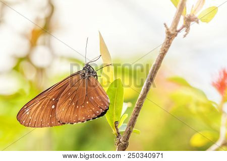 A Fragile Brown Butterfly Euploea Sits On A Green Leaf. Garden Of Insects