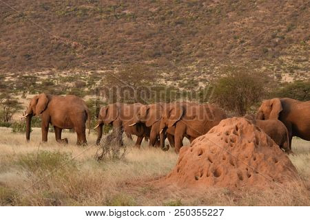 African Elephants ( Loxodonta African). Ndovu Or Pembe In Swahili Language.