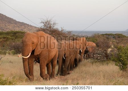 African Elephants(loxodonta African) Tembo Or Ndovu In Swahili Language.