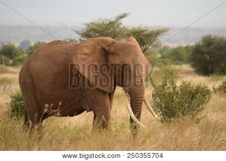 African Elephant (loxodonta African) Tembo Or Ndovu In Swahili Language.