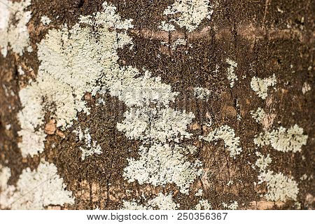 Tree Bark With Moss Close Up Texture Background