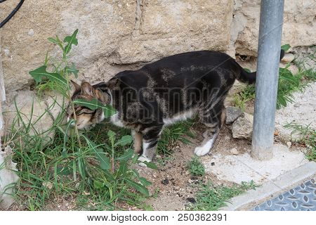 Photography Showing A Cat Eating A Plant. The Photography Was Taken From The Small Village Of Grigna