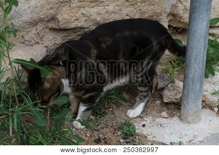 Grignan, France - July 16, 2018: Photography Showing A Cat Eating A Plant. The Photography Was Taken