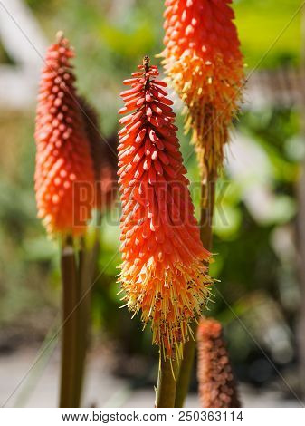 Red Hot Poker
