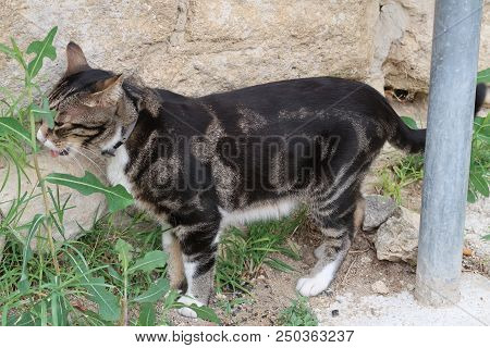 Grignan, France - July 16, 2018: Photography Showing A Cat Eating A Plant. The Photography Was Taken