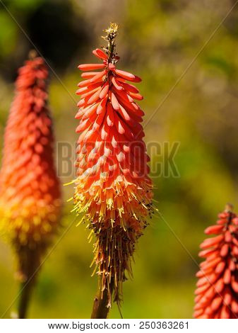 Red Hot Poker
