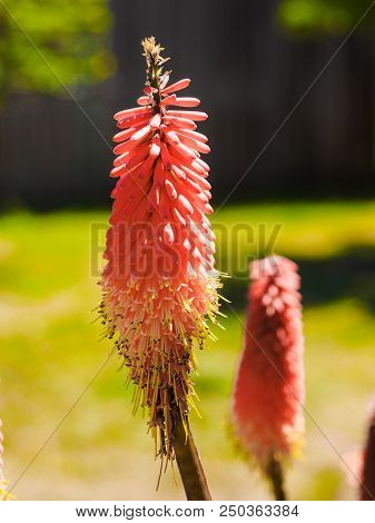 Red Hot Poker