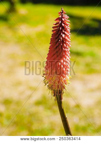Red Hot Poker