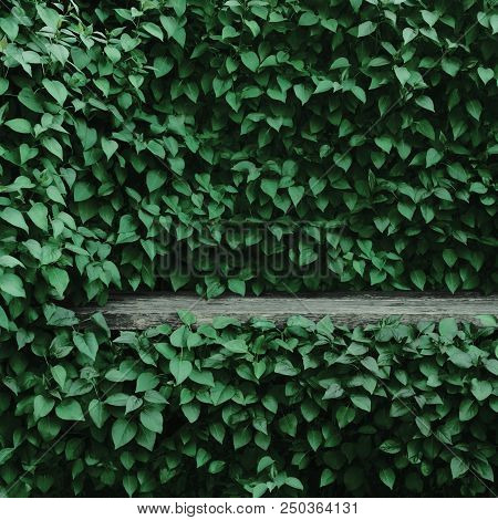 Syringa Vulgaris Common Lilac Plants Green Leaf Hedge Background, Old Aged Dark Gray Weathered Woode