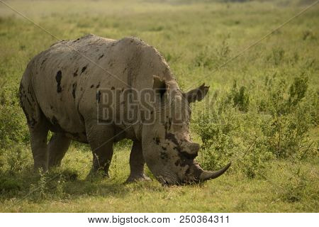 White Rhinoceros (ceratotherium Simum) Pembe In Swahili Language In Heart Of Nakuru National Park  K