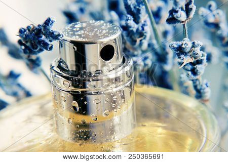 Closeup Metallic Spray Perfume Bottle Framed With Blue Lavender Herb, Yellow Aroma Extract. Cosmetic