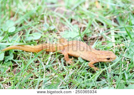 The Newt (triturus) Belongs To The Class Of Amphibians