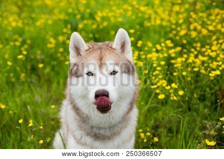Portrait Of Funny Beige And White Dog Breed Siberian Husky With Tonque Hanging Out Sitting In The Bu