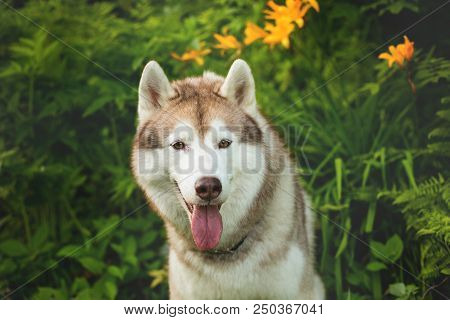 Close-up Portrait Of Cute Beige Dog Breed Siberian Husky With Tonque Hanging Out Sitting In Green Gr